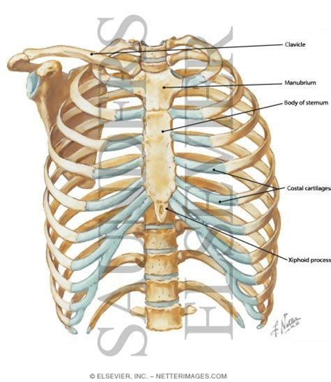 In this image, you will find part of the pectoral muscles mainly used in it. Anterior Chest Wall
