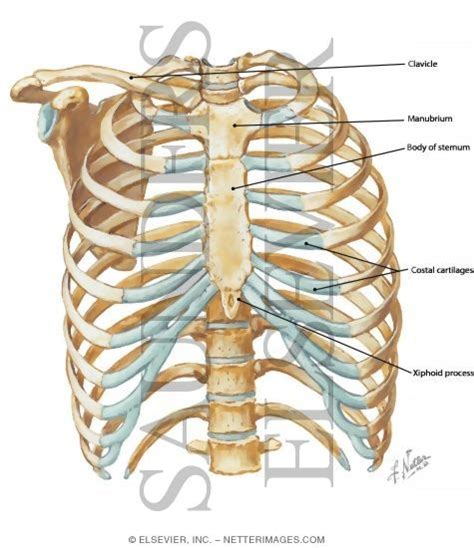 Tracheobronchial wall to lumen the wall of the trachea or bronchus should not be thicker than approximately one eighth of the diameter of the lumen. Anterior Chest Wall