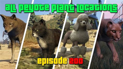 Gta V All Peyote Plant And Animal Locations Episode 200 Youtube