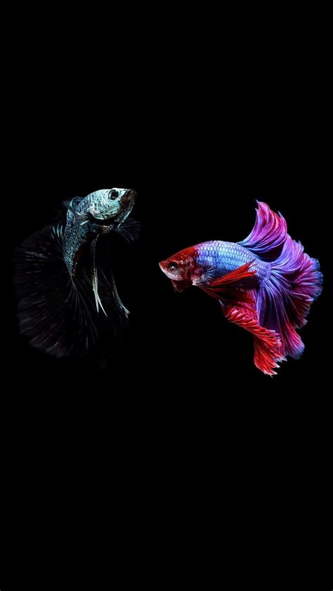 Pin Oleh Mahya Di Fish Ikan Koi Poster Bunga Seni