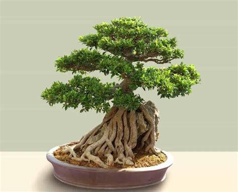 How Long Do Bonsai Trees Live All You Need To Know Plant Paladin
