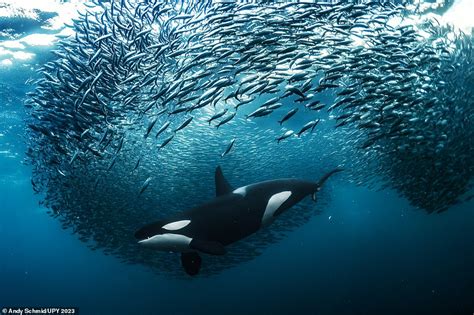 The Astonishing Winners Of The 2023 Underwater Photographer Of The Year