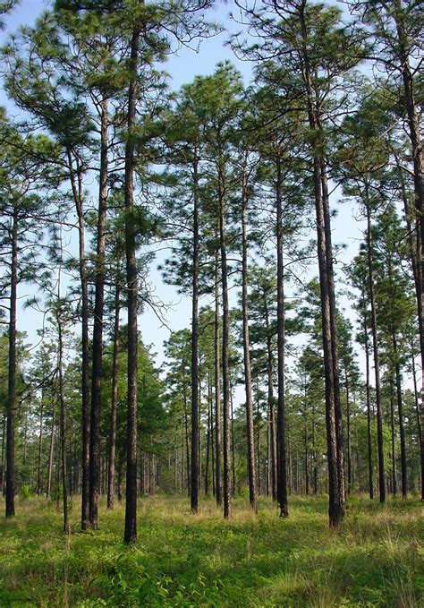 Longleaf Pine Wikipedia