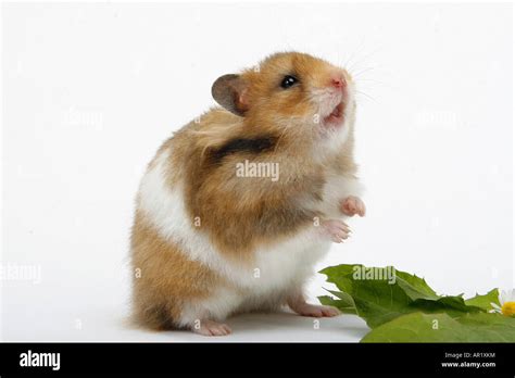 Golden Hamster Standing Mesocricetus Auratus Stock Photo Alamy