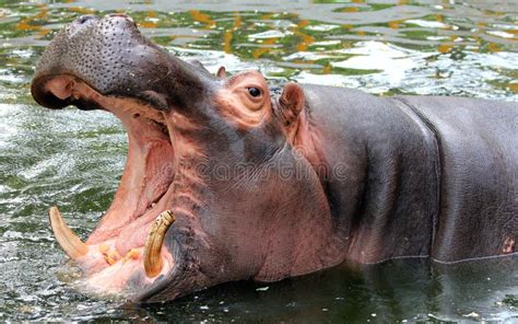 El Hipopótamo Abre La Boca Grande Imagen De Archivo Imagen De Abierto