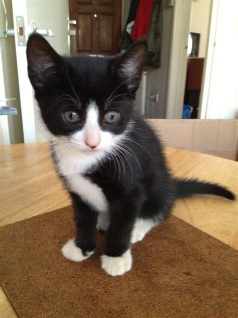 Cute Black And White Kitten London East London Pets4homes