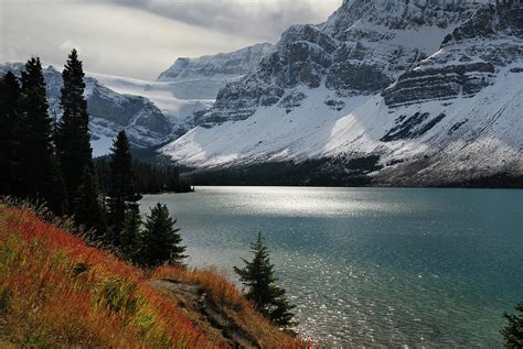 Autumn Grass And Crowfoot Mountain Glacier At Bow Lake Photograph By