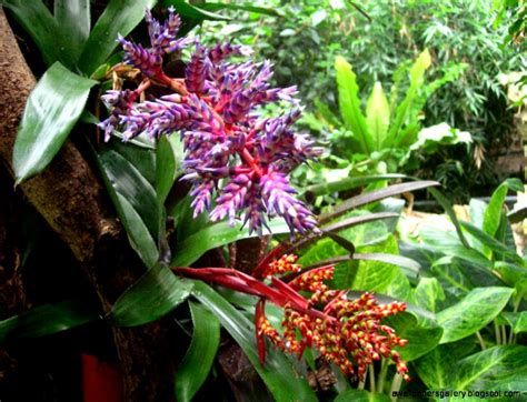 Plants In The Tropical Rainforest And Their Names
