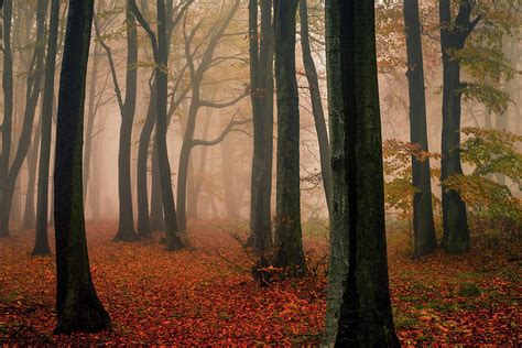 Misty Autumn Forest Photograph By Evgeni Dinev
