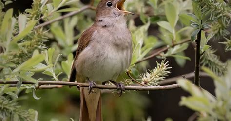 Coppicing Plans To Boost Suffolk Nightingales Birdguides