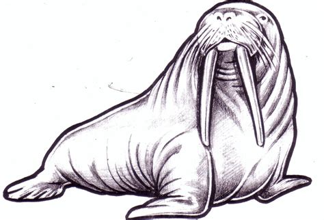 Walrus Drawing Free Download On Clipartmag