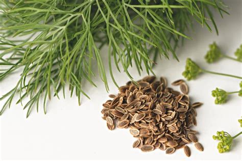 Dill Seed Vs Dill Weed What Are The Differences You Should Know