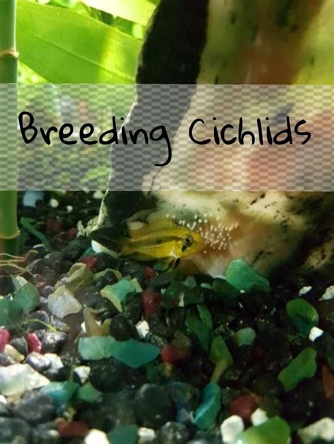 If you don't have much experience with a species that you're wanting to breed, you can try increasing the frequency of your water. Breeding Cichlids | Cichlids, Fish breeding, Baby fish
