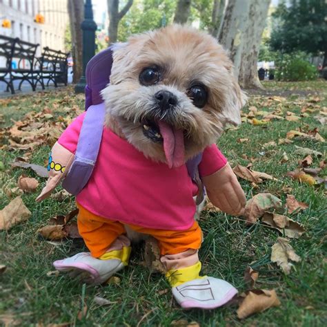 Halloween Cute Dogs In Costumes For The Ultimate Cuteness Overload