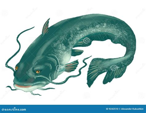 The Big Catfish Stock Illustration Illustration Of Fish 9242510