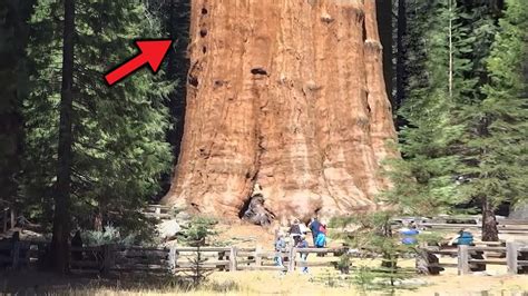 To Są Najwyższe Drzewa Na Ziemi Youtube