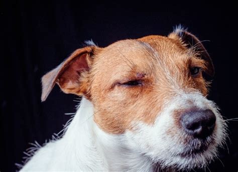 Eye Injuries In Dogs Petmd