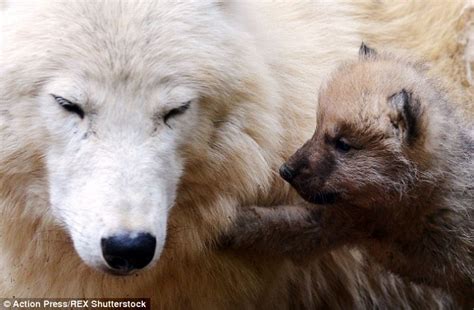 White Wolf Newborn Wolfs Adorable Attempts To Wrestle With Its Mother