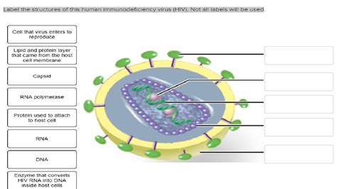 Cell Membrane Virus Functions Functions And Diagram