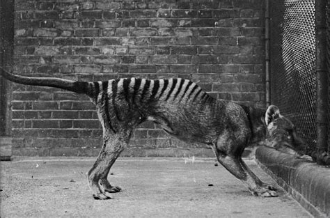 Man claims to have captured thylacine extinct since 1936 on camera in his south australian backyard it was posted online by the thylacine awareness group of australia thylacine became extinct in 1936 when last animal died at hobart zoo Scientists investigate Tasmanian tiger sightings - CBS News