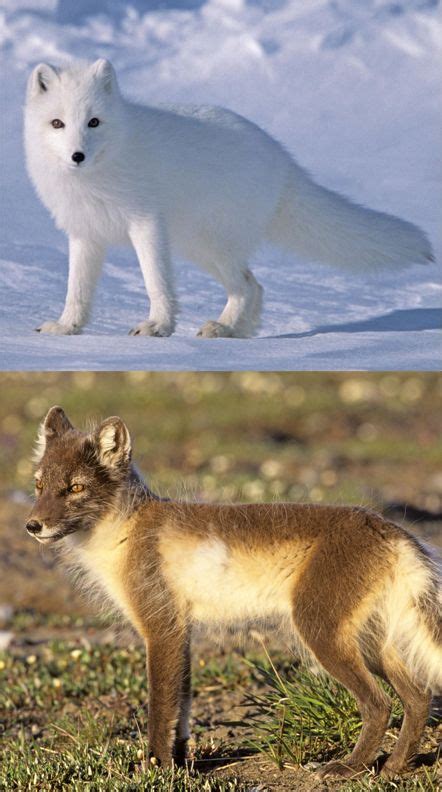 The Arctic Fox Is An Incredibly Hardy Animal That Can Survive Frigid