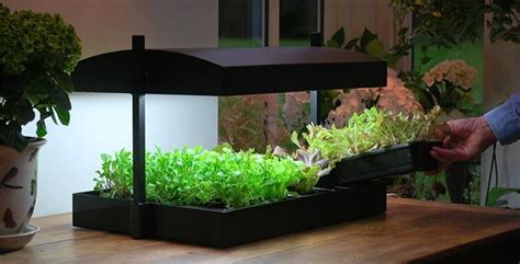 Led lamps are low in heat, easy to hang where you need, and best of all they. Growing Food Indoors | Grow lights, Indoor vegetable ...