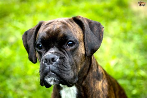 Tackling Behavioural Problems In The Boxer Dog Pets4homes