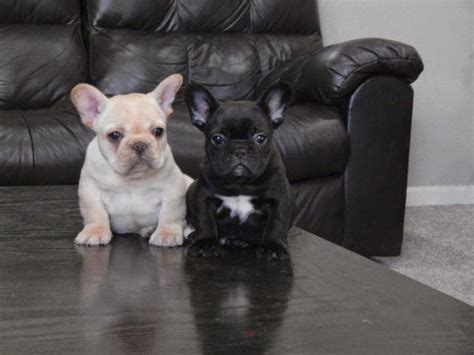 Use the search tool below and the most common coat colors for frenchies are black and shades of fawn, but it is common to see french bulldogs with cream, white, blue/grey. AKC French Bulldog Black Brindle male puppy for Sale in ...