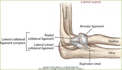Image Result For Radial Ulnar Collateral Ligament Annular Kinesiology
