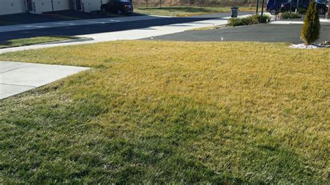 Neighbors Tall Fescue Lawn Diagnosis Lawn Care Forum