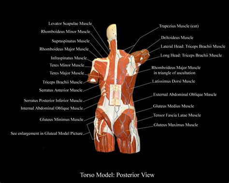 The thoracic segment of the trunk, the abdominal segment of the trunk, and the perineum. torsoPosteriorView