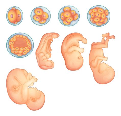 Stages In Human Embryonic Development Vector Art At Vecteezy