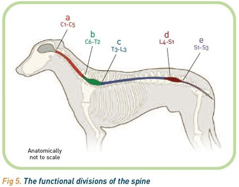 Pin On Dog Anatomy