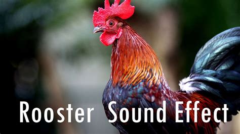 Rooster Sound Effect Dna Free Sound Fx Youtube