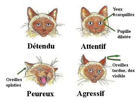 Comprendre Le Langage Du Chat Mon Premier Chat