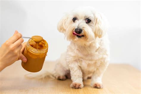 Can Dogs Eat Peanut Butter Great Pet Care