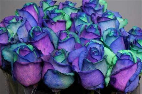 Green Blue Purple Roses Purple Teal Purple Roses Shades Of Purple