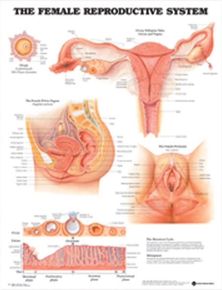 Female Reproductive System Anatomical Chart Cmt Medical