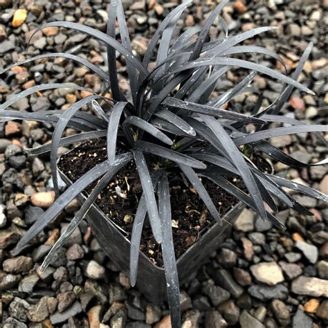 Ophiopogon Planiscapus Nigrescens Black Mondo Grass 35 Pot Little Prince To Go