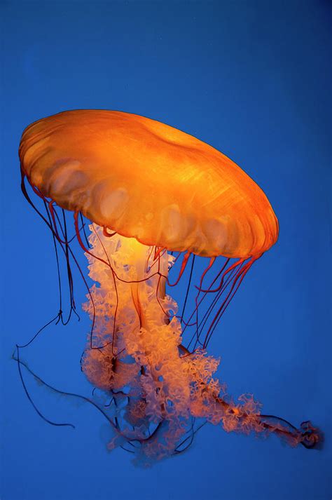 Pacific Sea Nettle 2 Photograph By Ginger Stein Fine Art America
