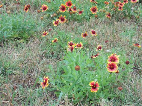 The Schramm Journey Spring Wildflowers Of Central Texas