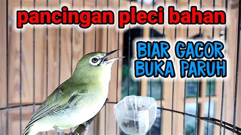 Pancingan Pleci Buka Paruh Ini Cocok Juga Untuk Terapi Pleci Macet