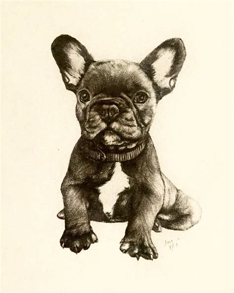 French Bulldog Puppy In Tonal Pencil This Cute Illustration Is For An