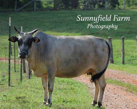 Sunnyfield Farm Zebu