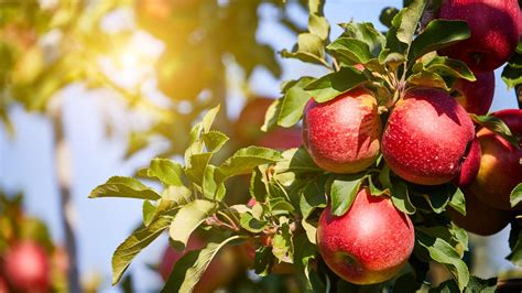 Are Apples Good For Hemorrhoids Expert Answer
