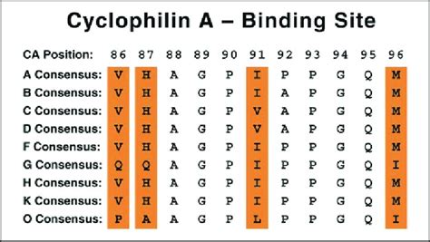 Alignment Of The Cypa Binding Region Of Hiv 1 Capsid From Different Download Scientific Diagram