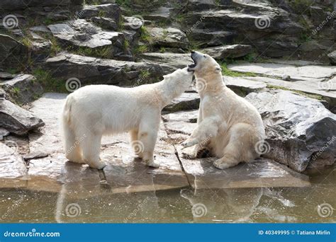 Two Polar Bears Stock Image Image Of Wilderness Fierce 40349995