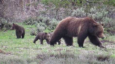 Grizzly Bear 399 And Her 4 Cubs In Grand Teton National Park Youtube