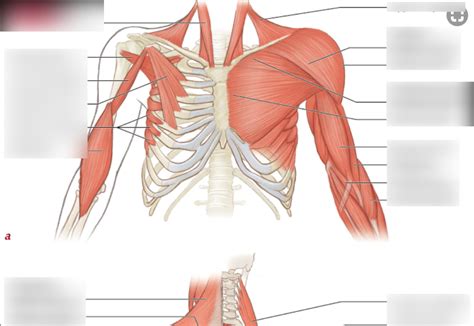 Diagram Of Shoulder Muscles And Tendons Anterior View Of The Chest