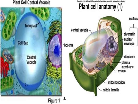 Vacuole In Plant Cell
